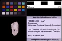 Foto (Objekt + Etiketten) von Prosopon sp. (NHMW-GEO-1990-0041-0036)